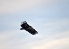 Monniksgier (cinereous vulture) Aegypius monachus - Orkhon Falls 16-08-2016 (3)